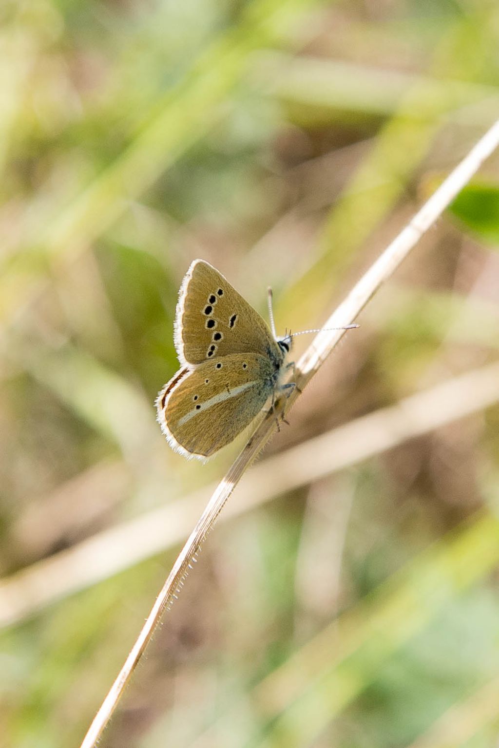 Polyommatus damon